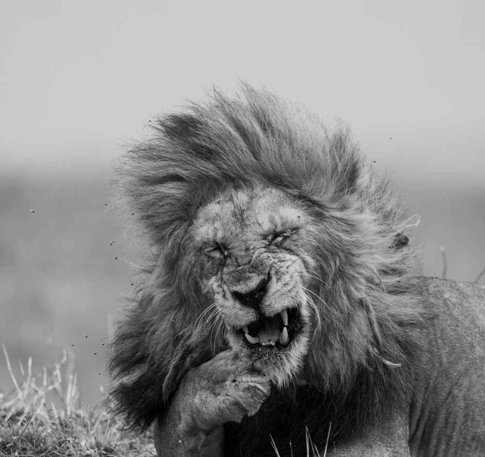 Majesty in distress