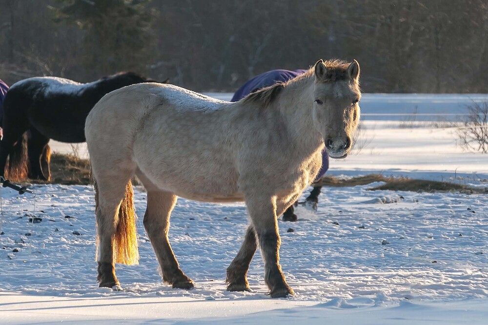 Photograph by Наталья Катюжанская