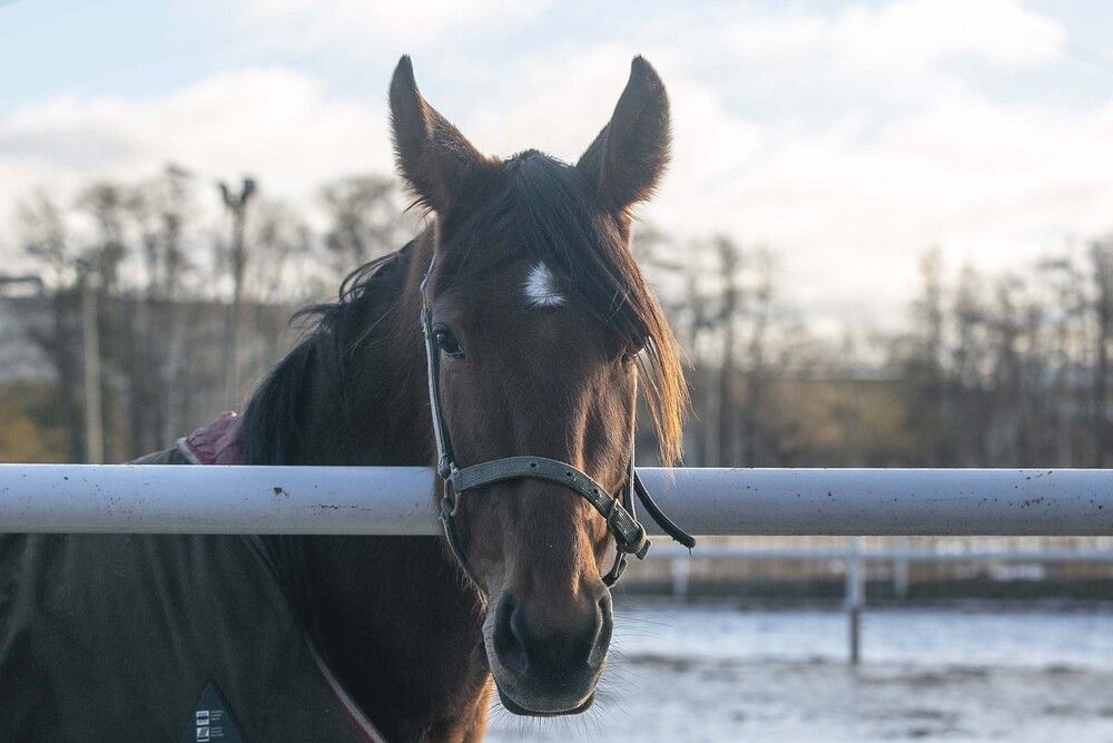 Photograph by Наталья Катюжанская