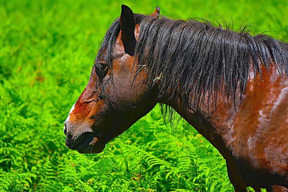 Photograph by JOSE LIMA RODRIGUES