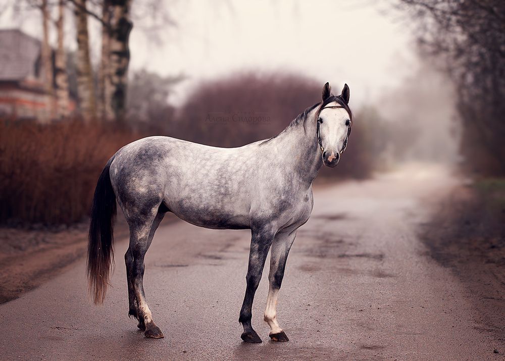 Photograph by Алена Сидорова