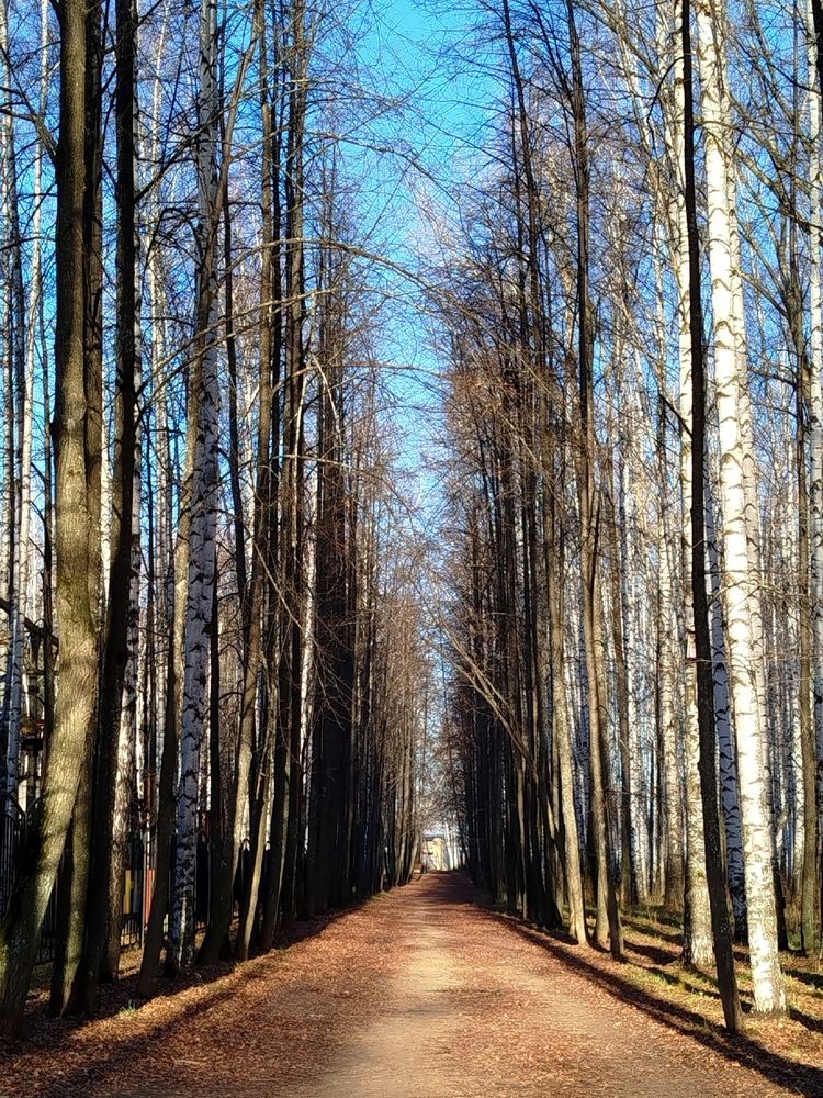 Парковая аллея