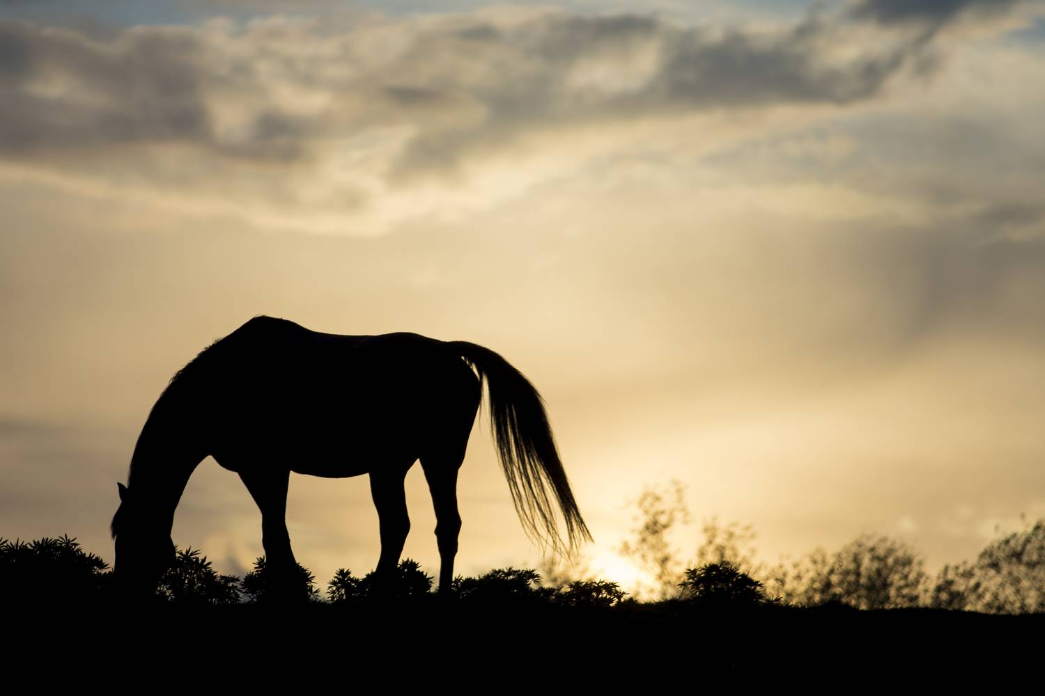 Фотография #13044039