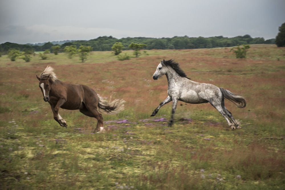 Photograph by Linda Persson