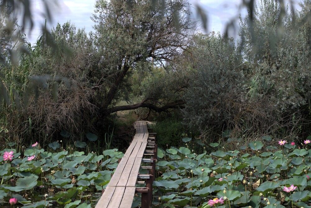 Фотография автора Татьяна Салиева