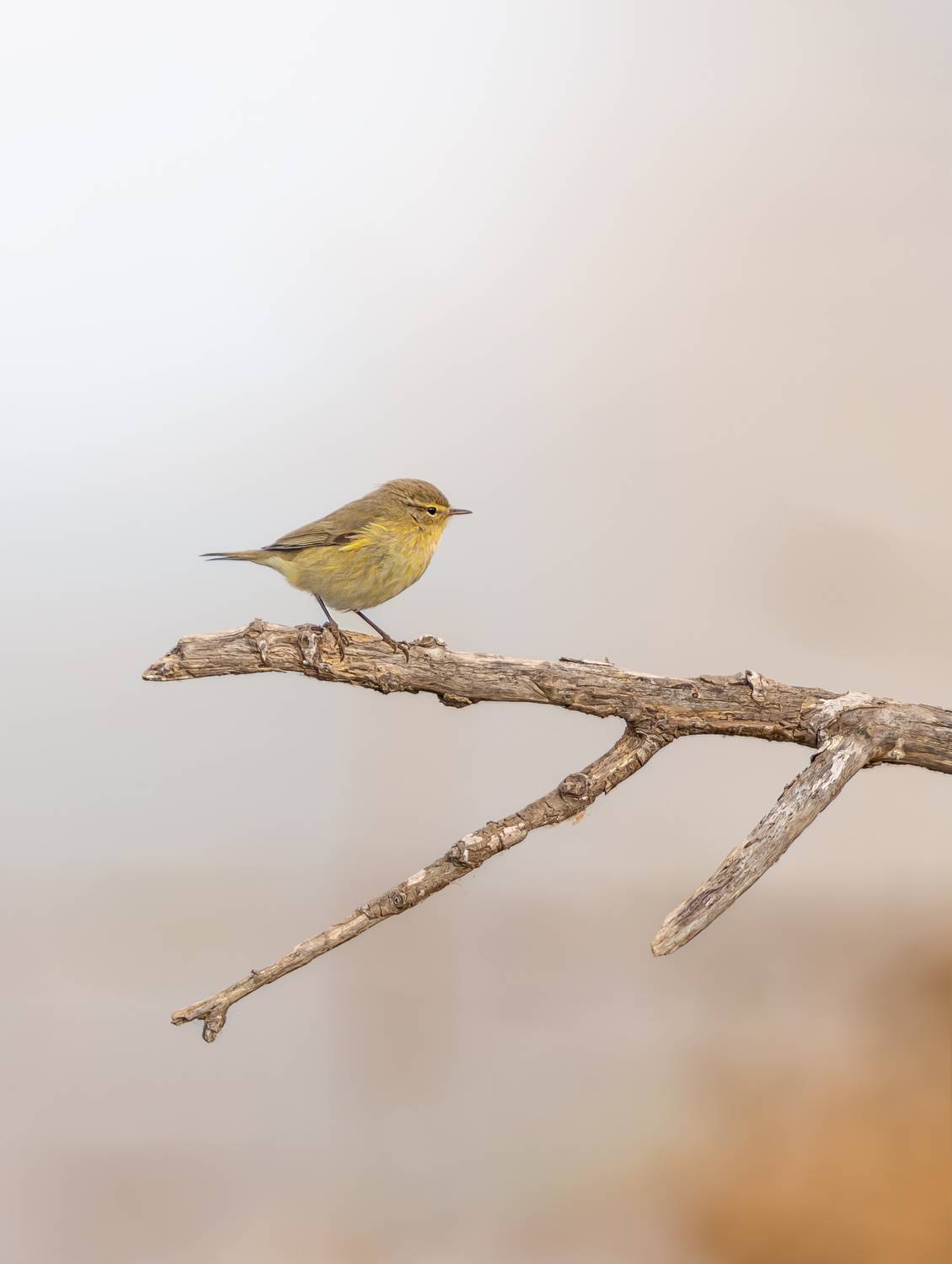 Phylloscopus collybita in Delta del Ebro (Spain)