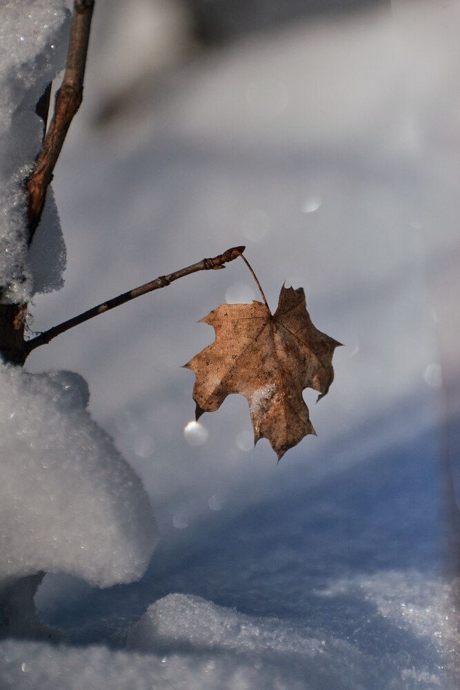 Photograph by Александр Лиманский