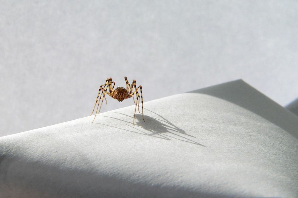 Фотография автора Александр Челмодеев