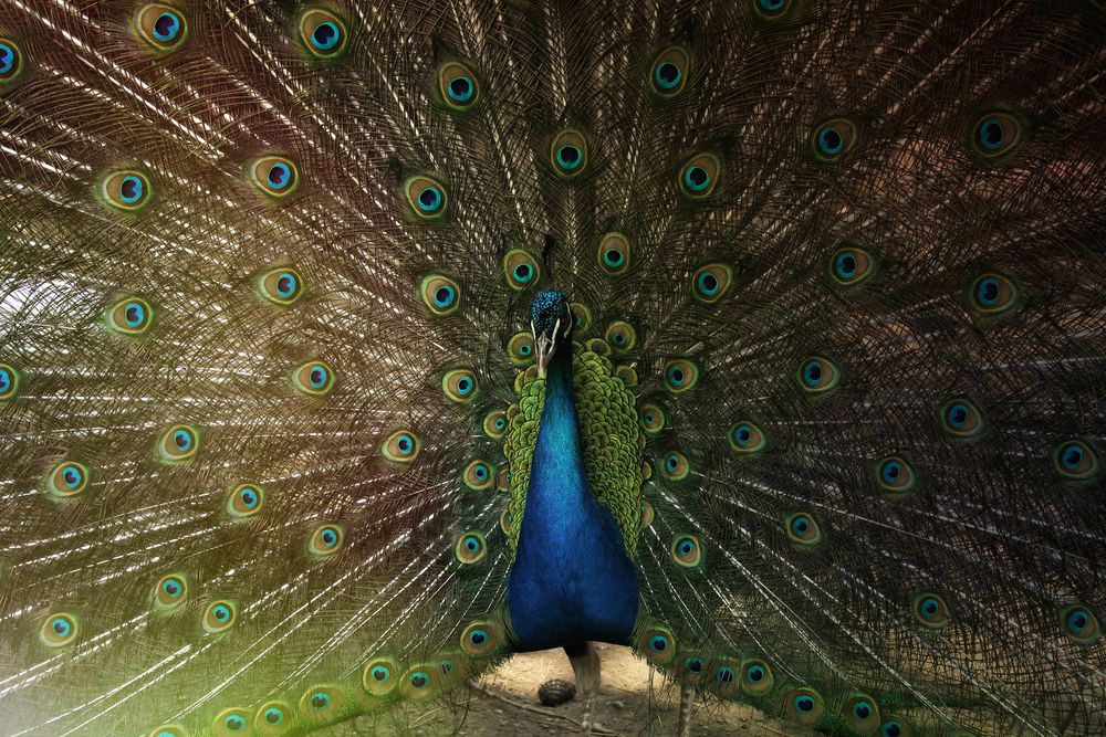 Фотография автора Маргарита Нижарадзе