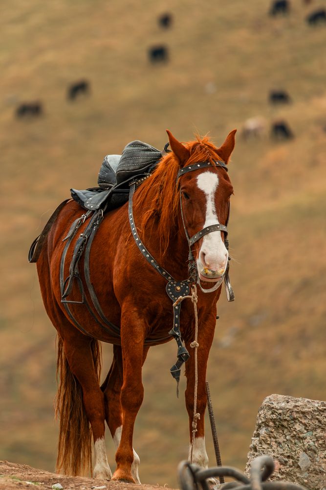 Photograph by Алексей Никитин
