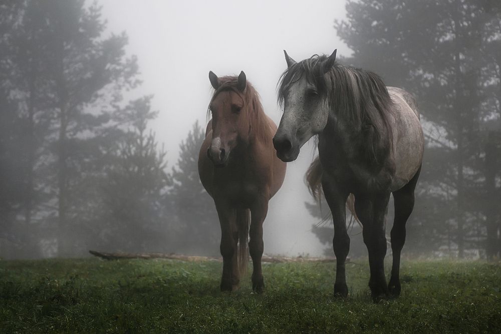 Photograph by Елена Соколова