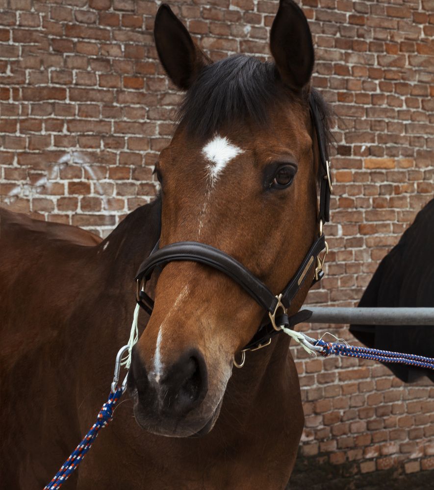 Фотография автора Alessio Rutigliano