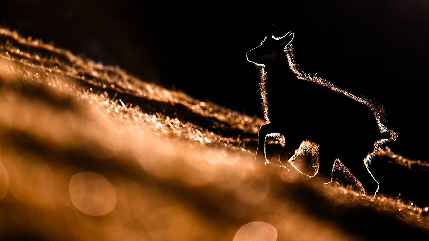 Photo #13044643