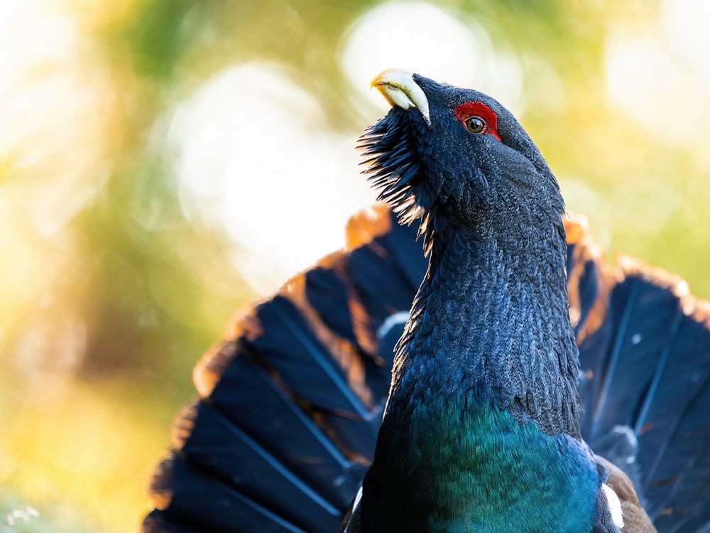 Фотография автора Ervin Horesnyik