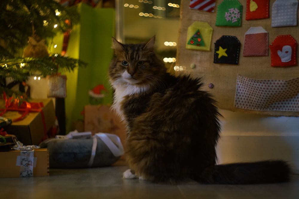 Новогодний кот