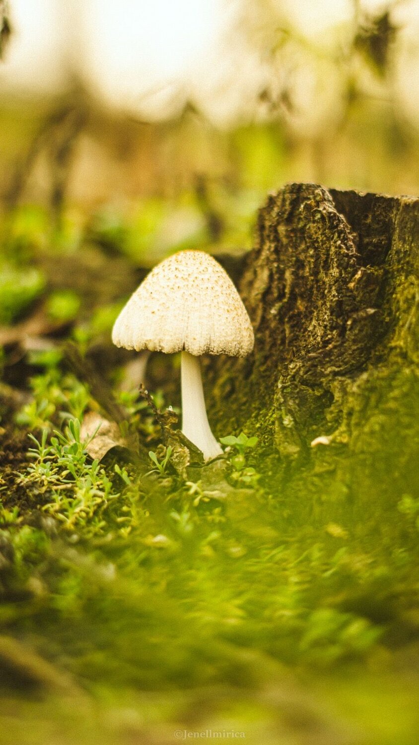 Photo #13044670