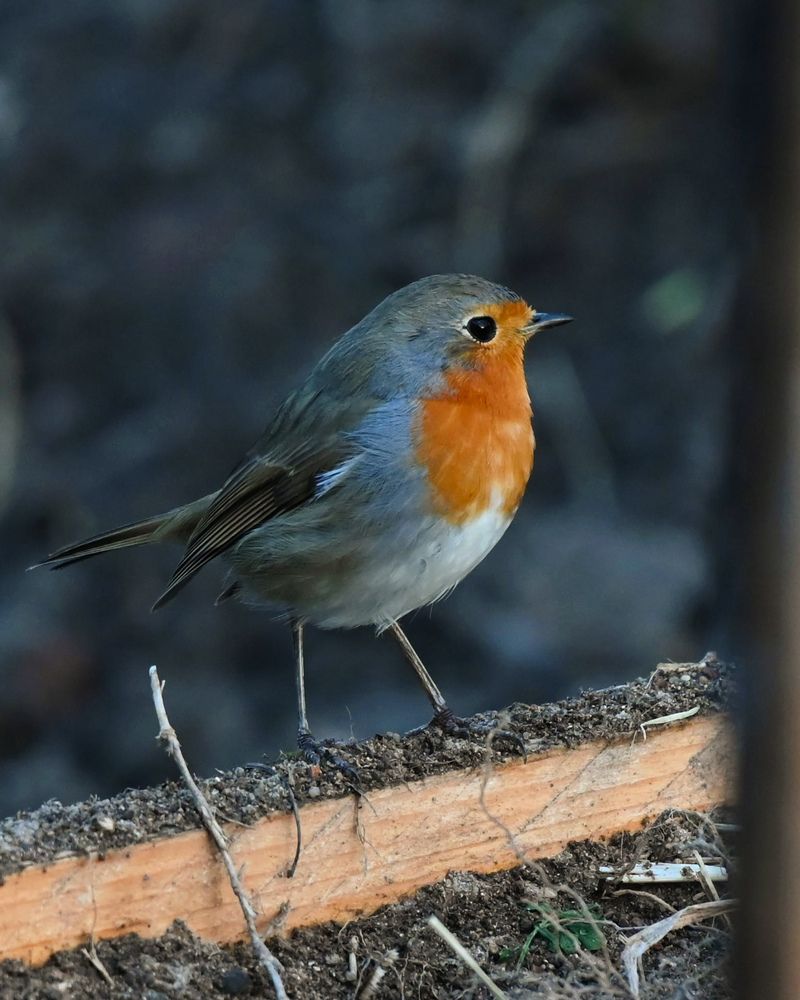 Photograph by ebrahim omar