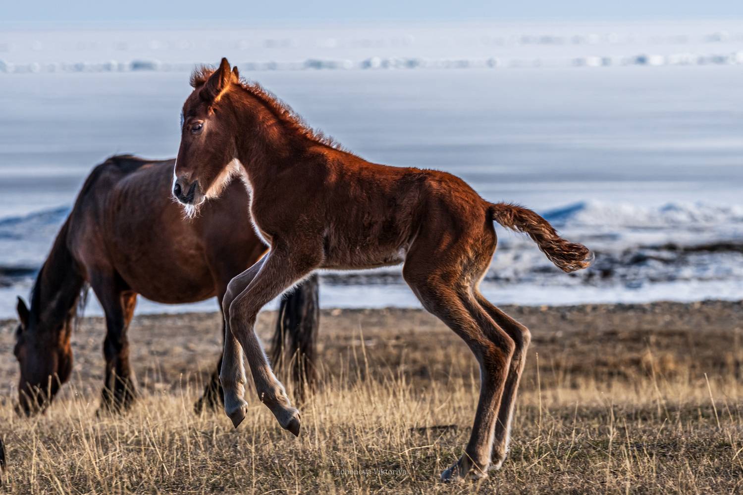 Фотография #13044690