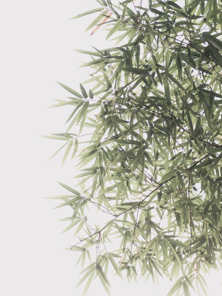 Photograph by Laurénia Rosa