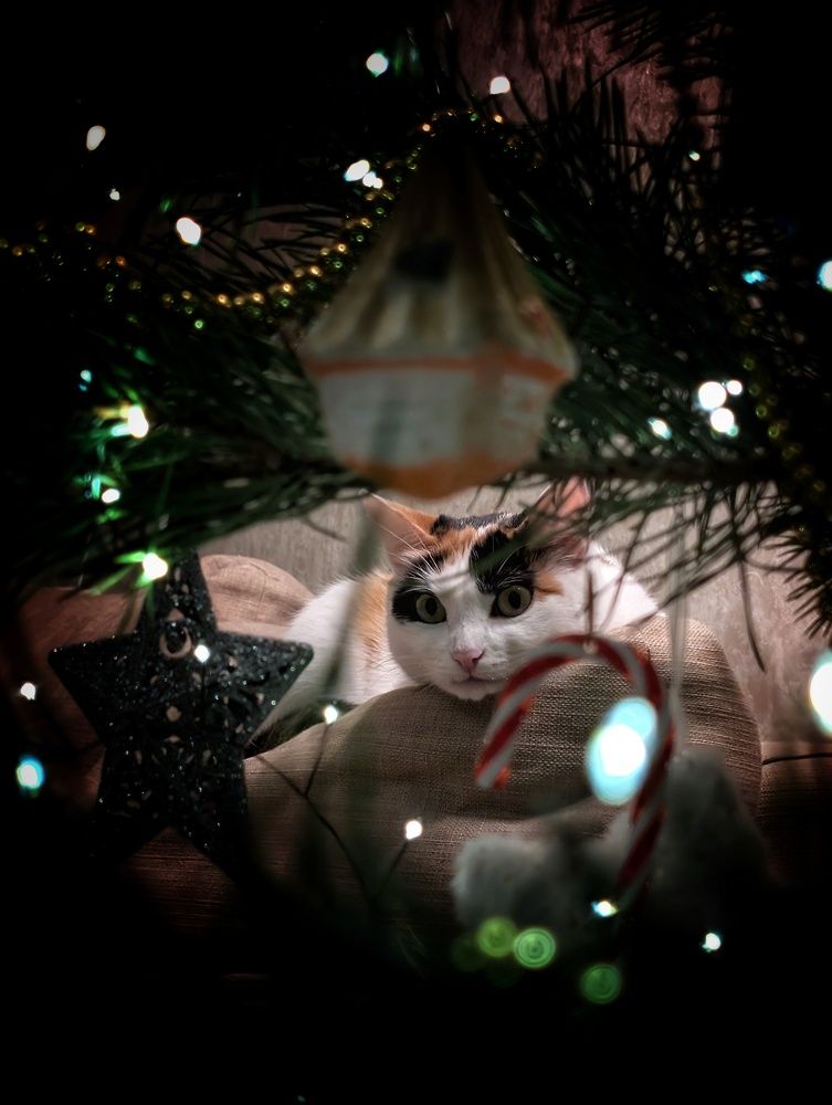 Photograph by AlexaL