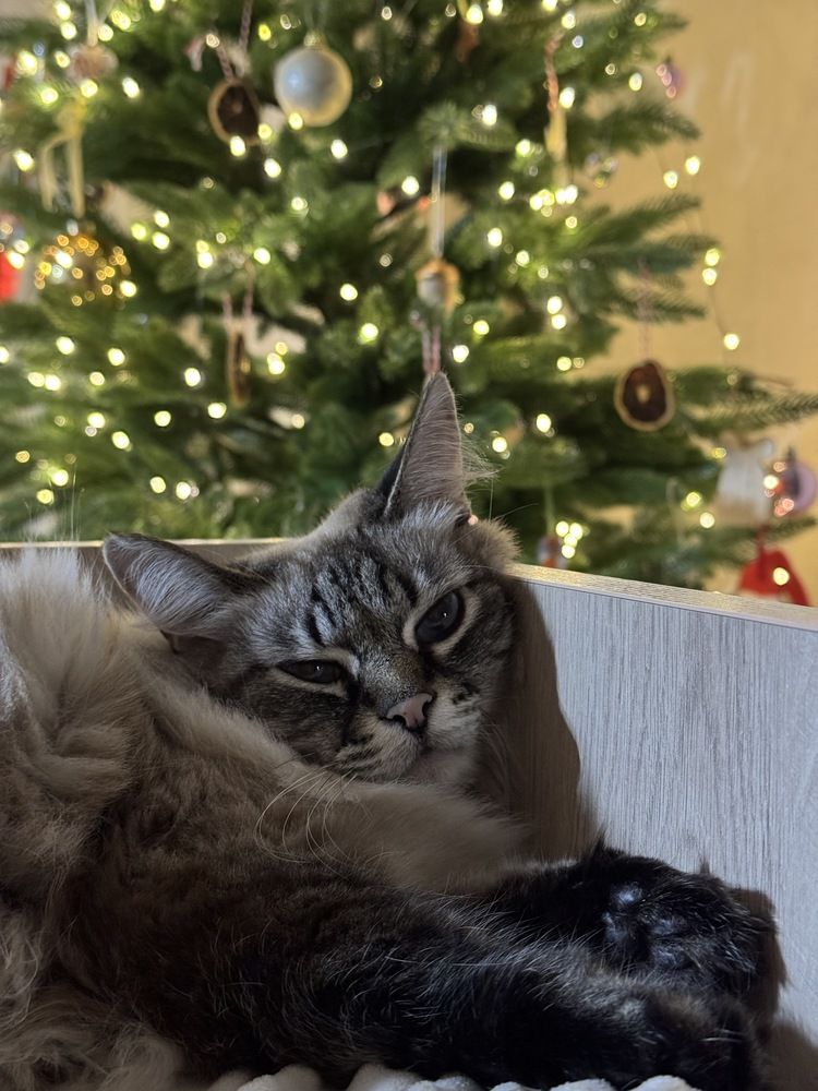 Photograph by Елена Гребенюк