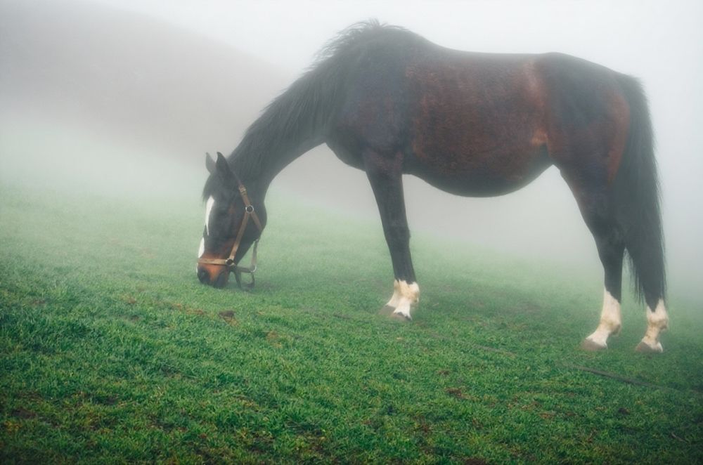 В тумане без ёжика