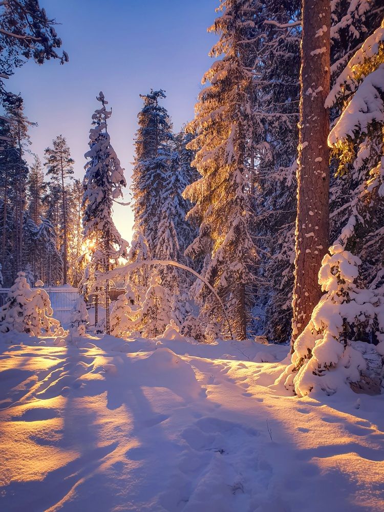 Фотография автора Inna Evseeva