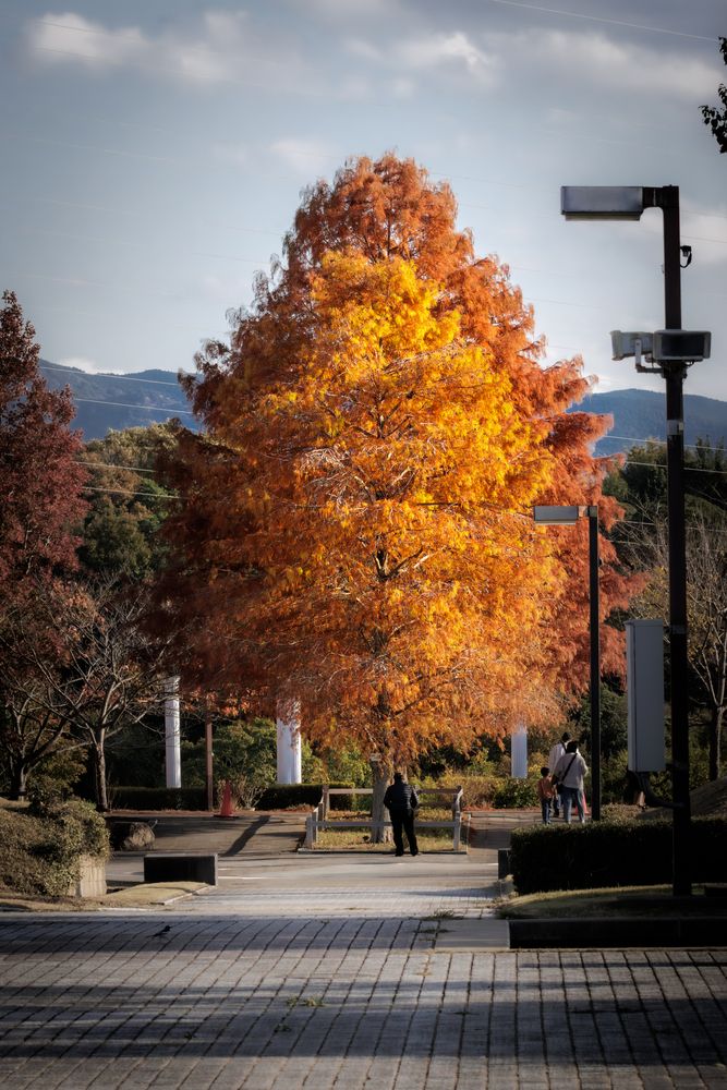 Photograph by KOHAGI