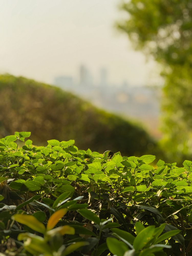 Photograph by NADER AYMAN