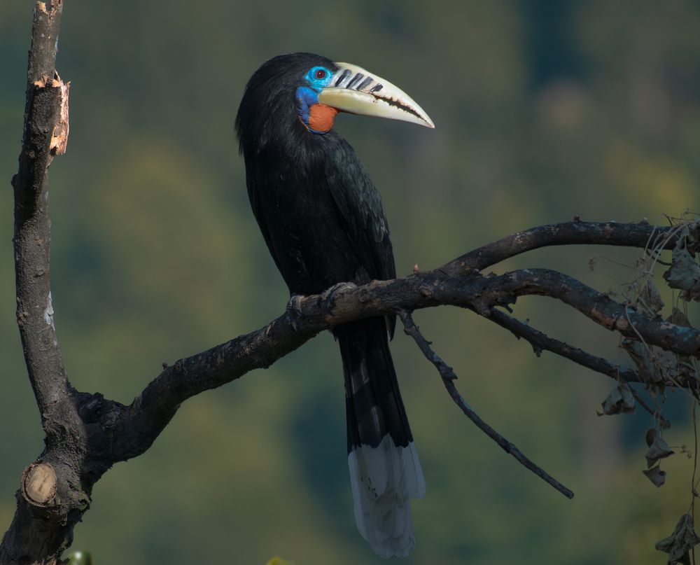 The rufous-necked hornbill