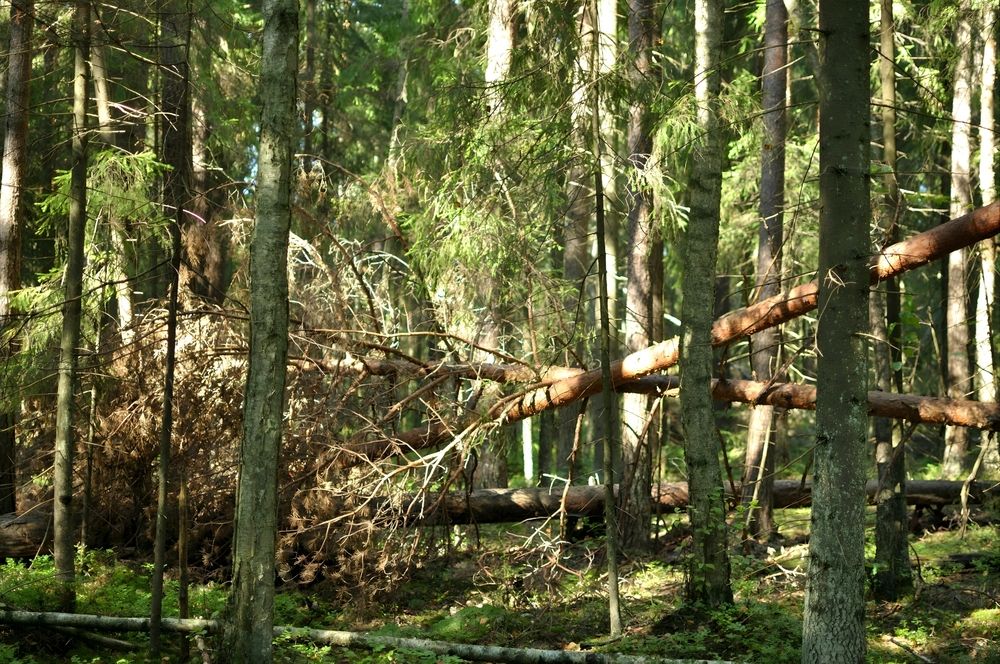 Фотография автора Pavel Cherkas