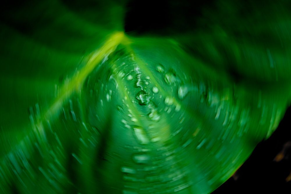 Wet Leaf