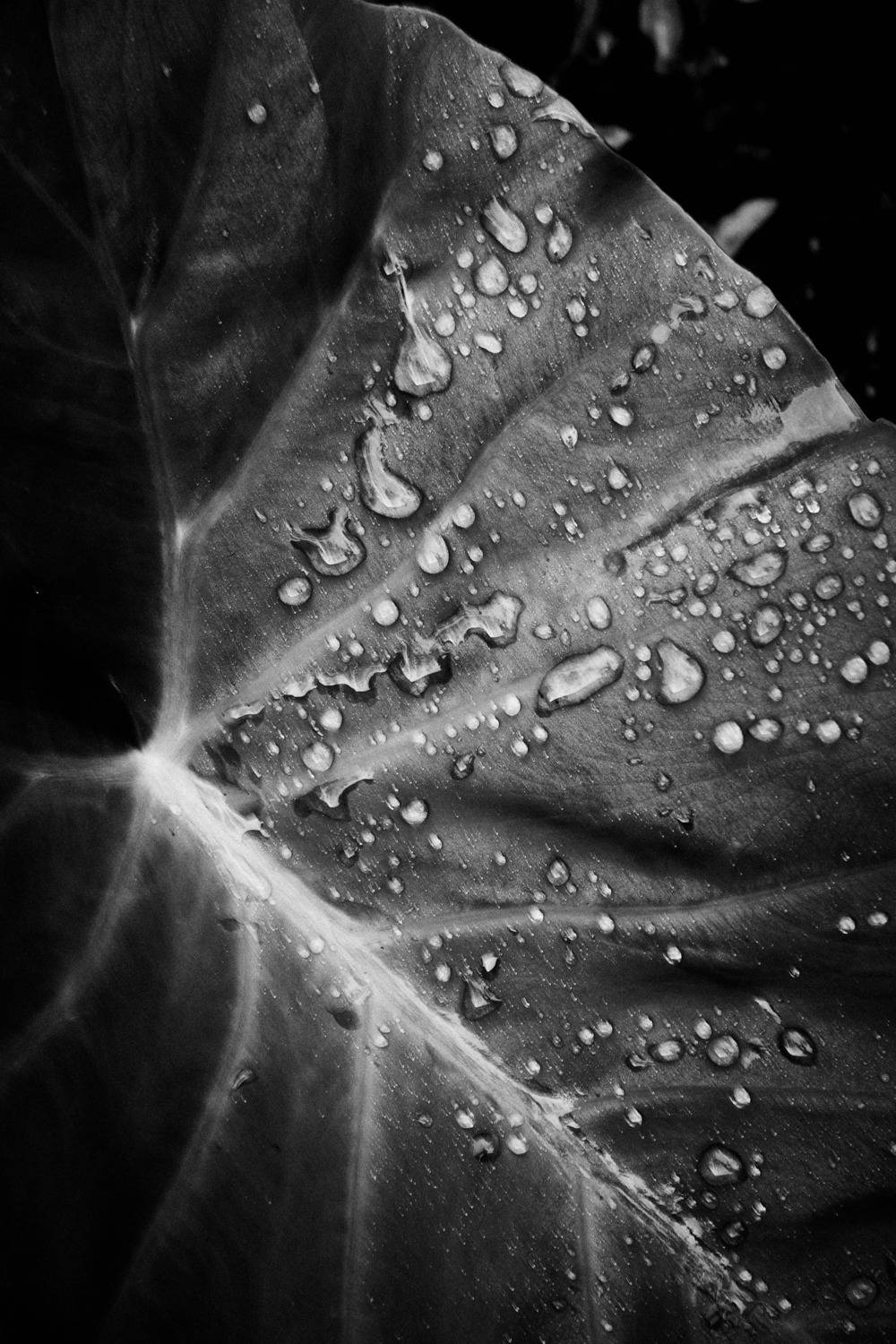 Wet leaf in BW