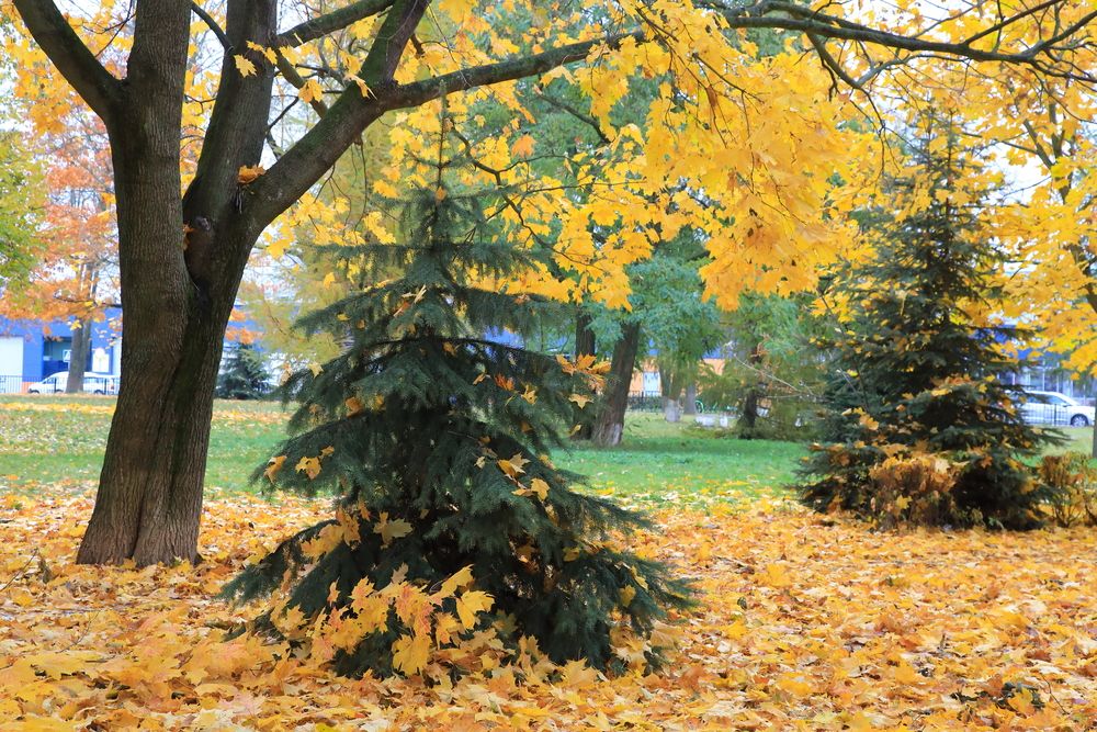 Photograph by Николай Протасеня