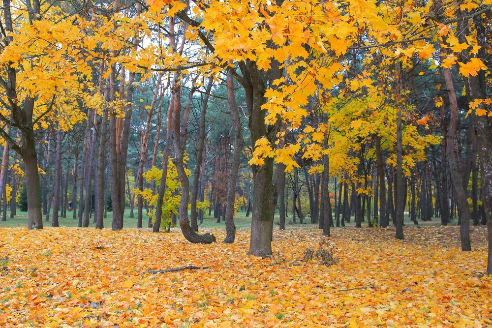 Photograph by Николай Протасеня