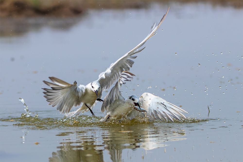 Fight for Food