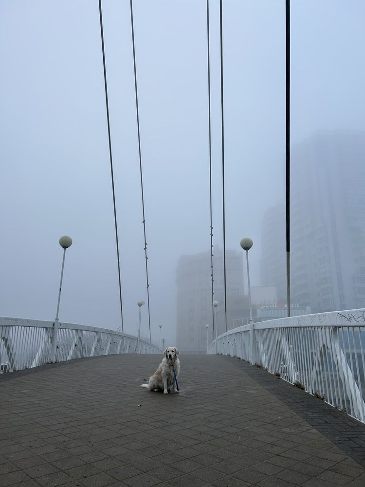 Photo #13046232
