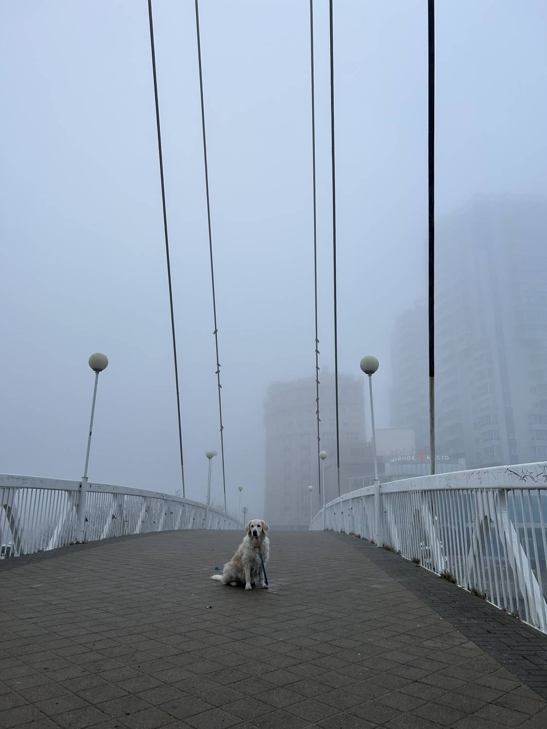 Photo #13046232