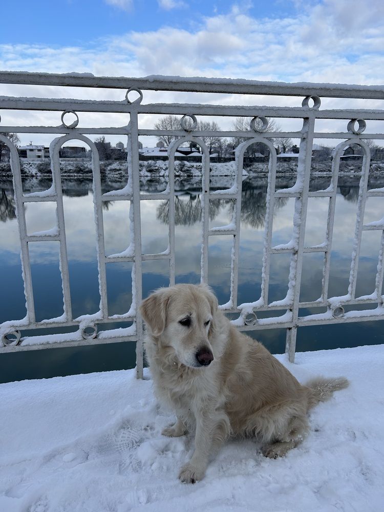 Photo #13046234