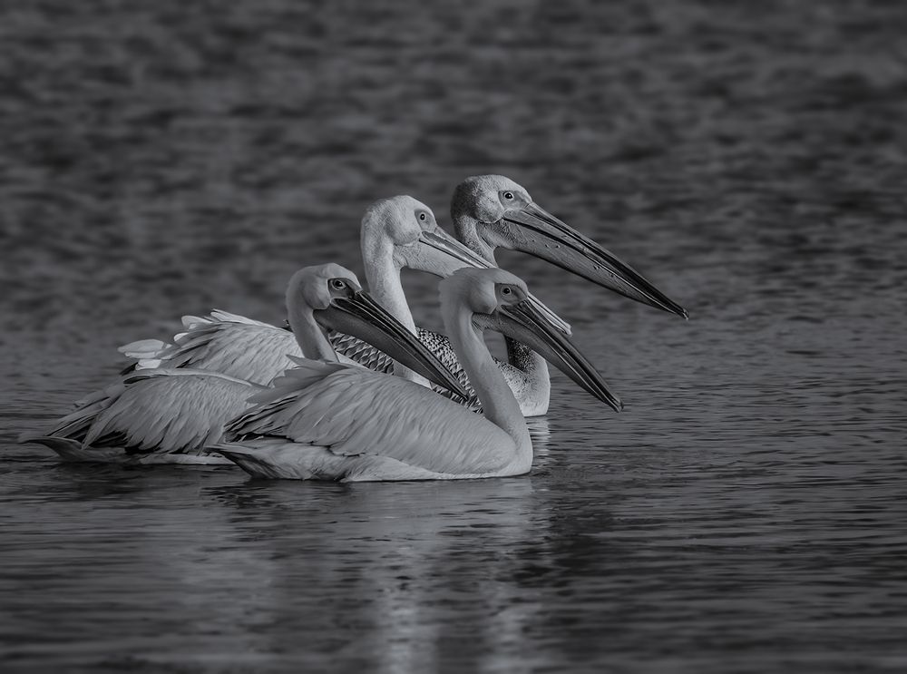 Photograph by Марина Ческис