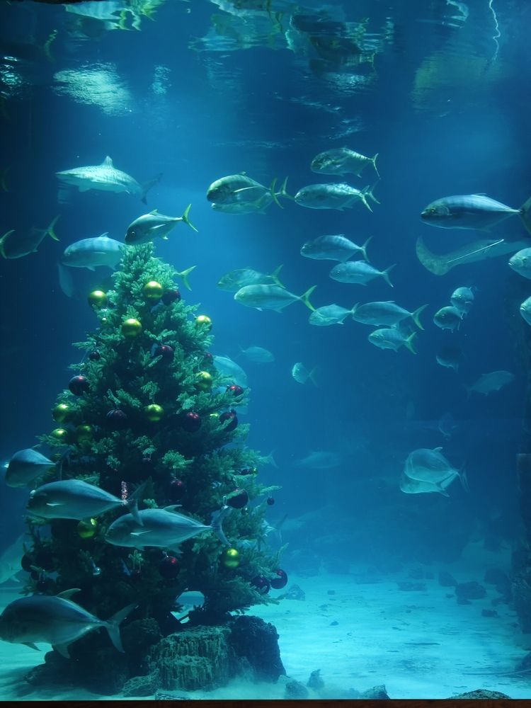 Photograph by Елена Шоколенко