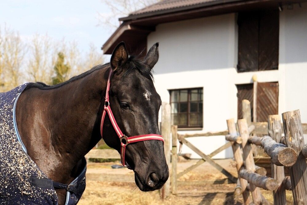 Photograph by jelena konickaja