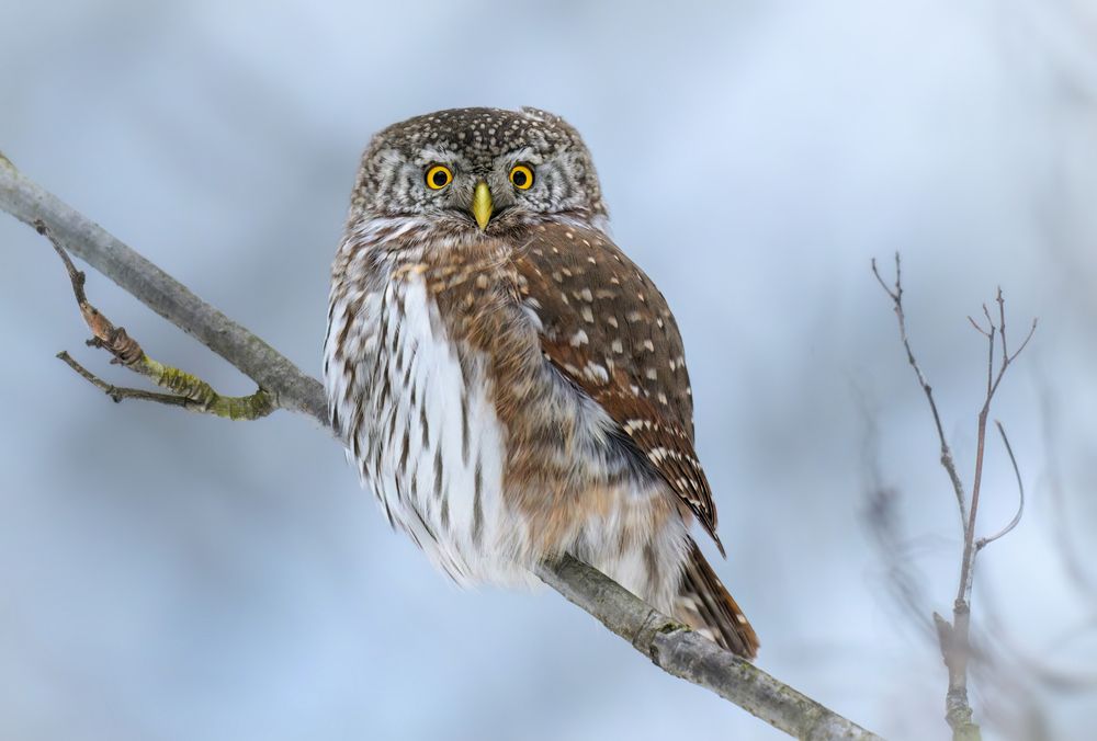 Фотография автора Шаньшина Татьяна