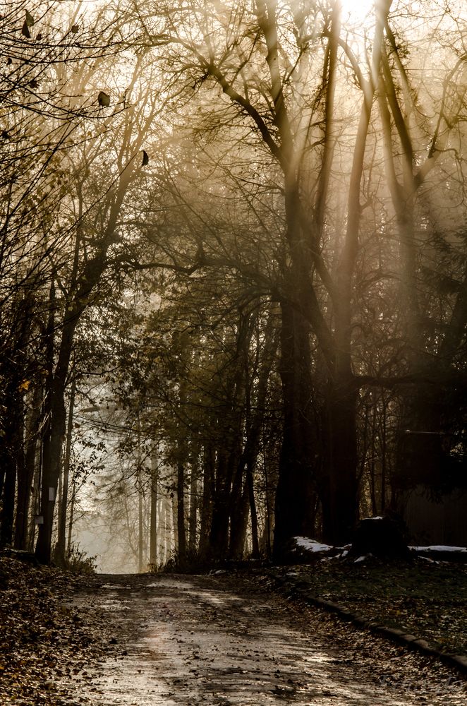 Photograph by Ольга Заповедная