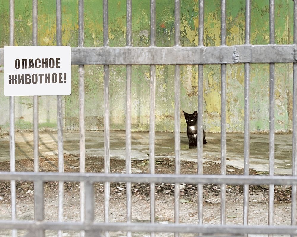 Опасное животное ( A dangerous animal)