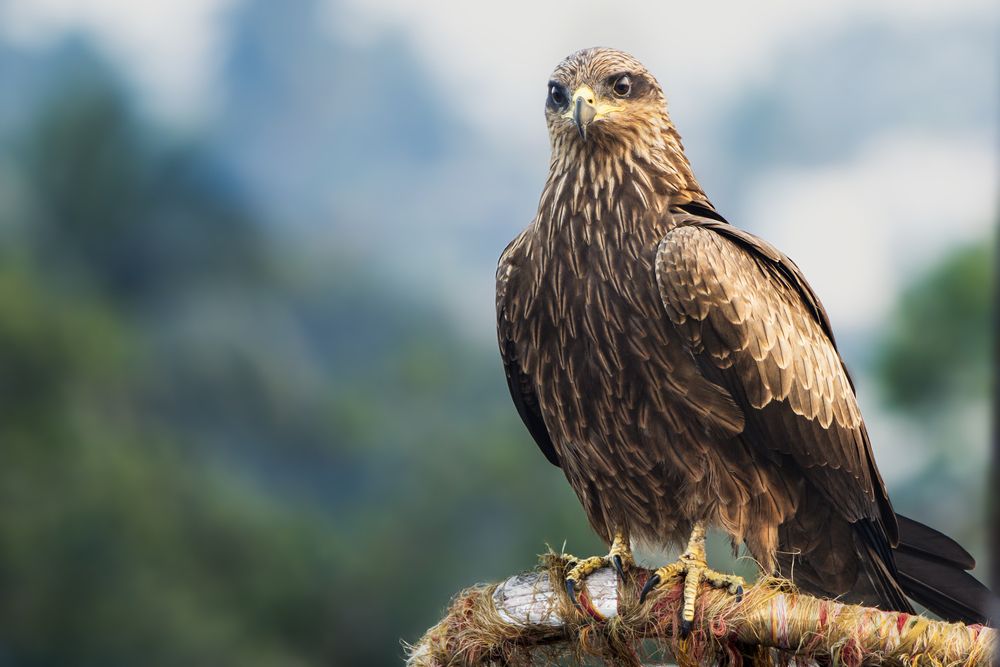 Black Kite