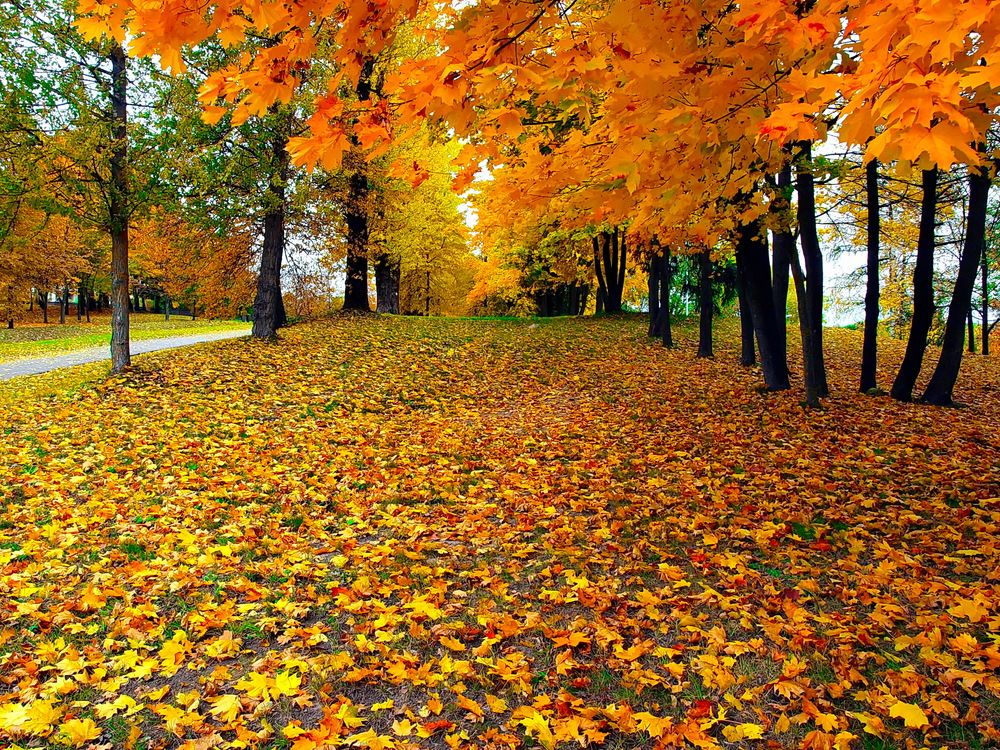 Photograph by Игорь Чеботарёв