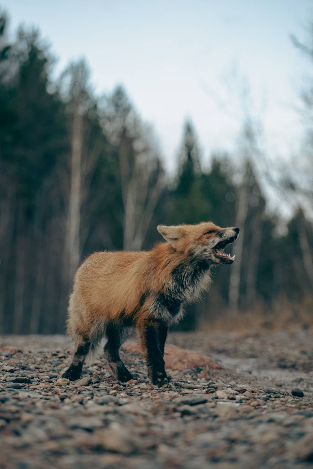 Фотография #13047394