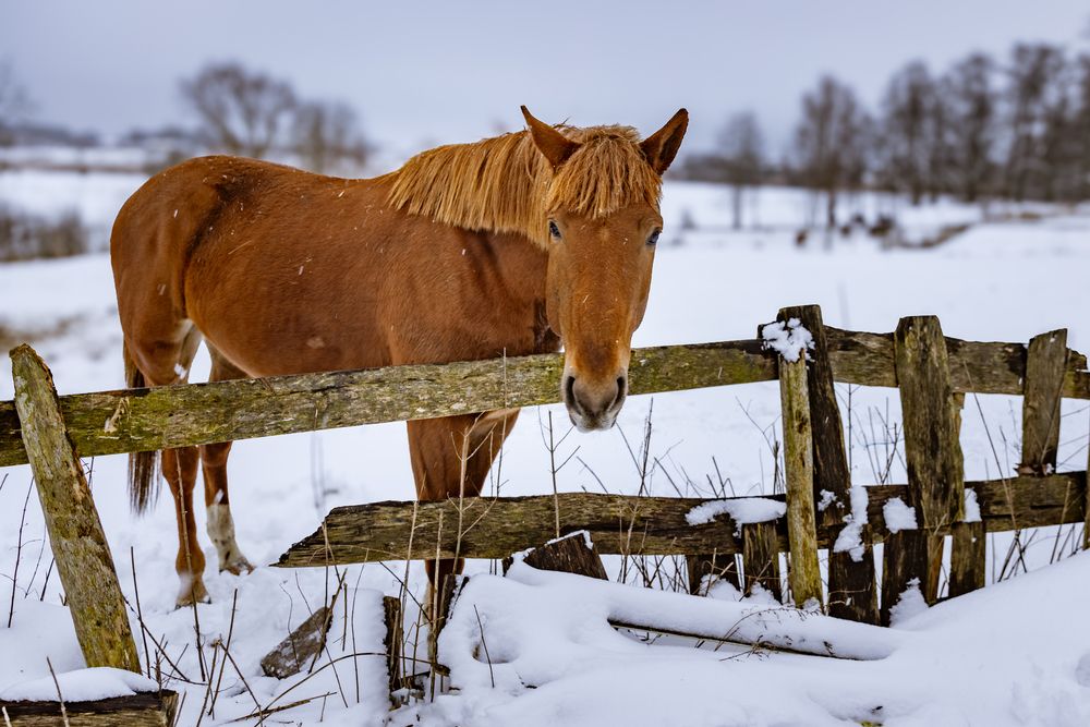 Photograph by Ineta Osipoviča