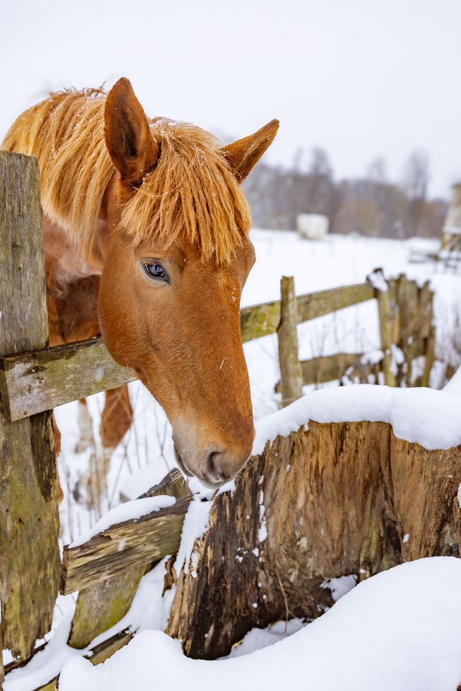 Photograph by Ineta Osipoviča